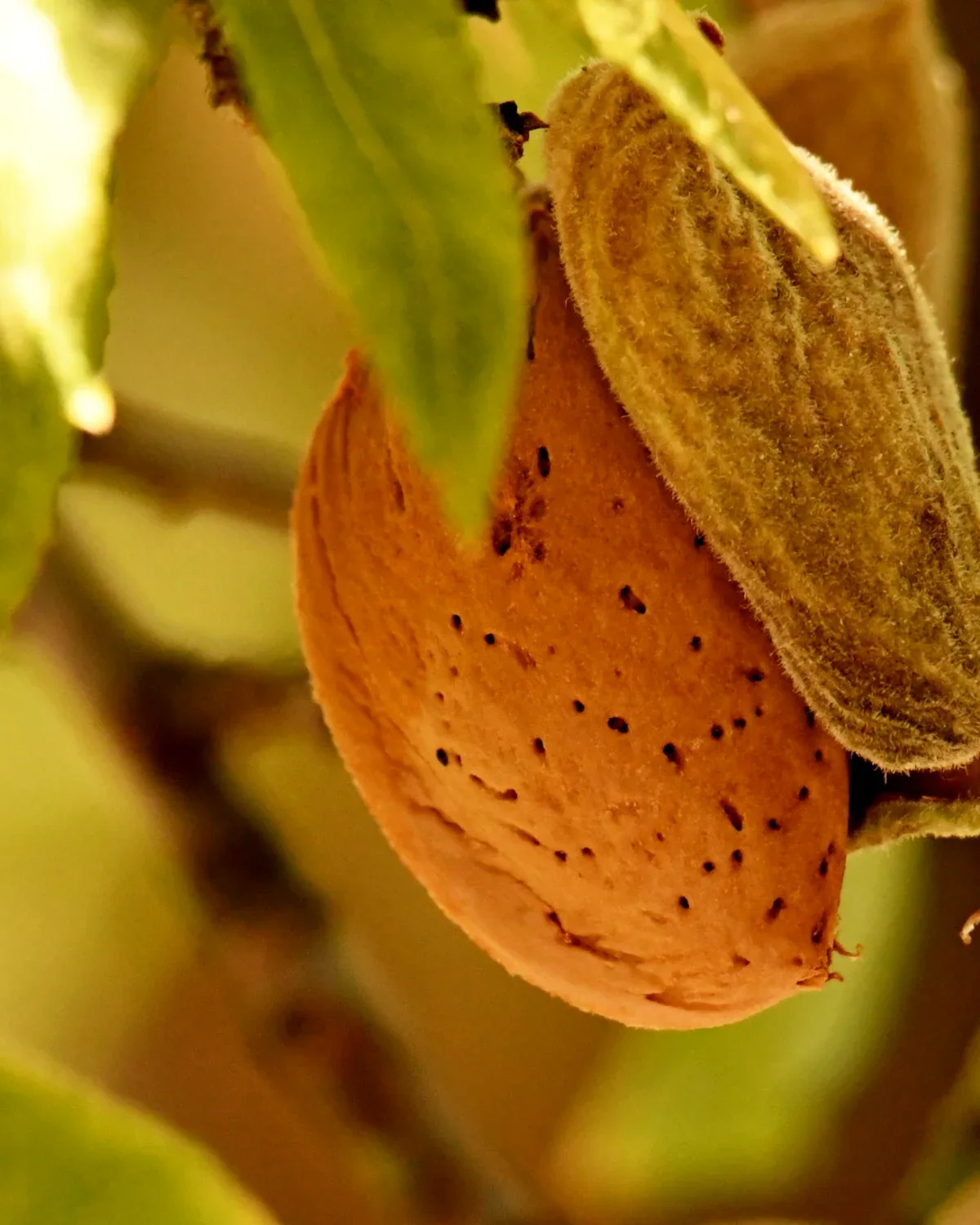 Amendoeiras para plantação agrícola
