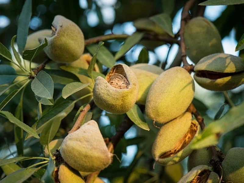 Amendoeiras para projetos agrícolas