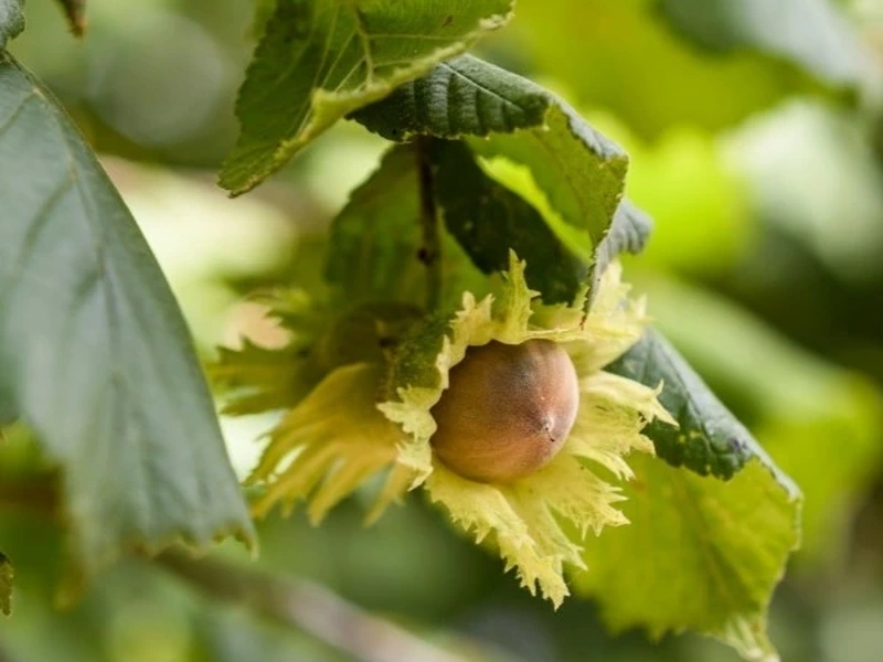 Aveleiras para projetos agrícolas