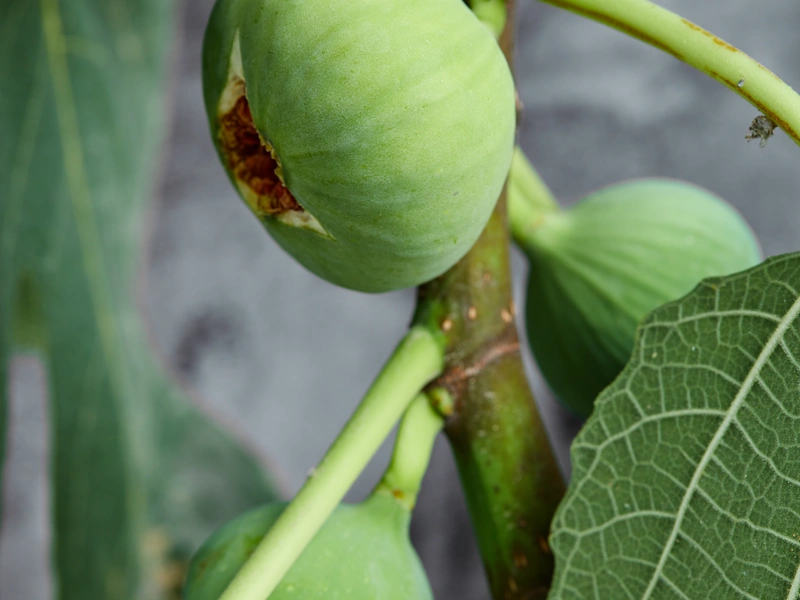 Outras árvores de fruto disponíveis na Viveiros Portugal