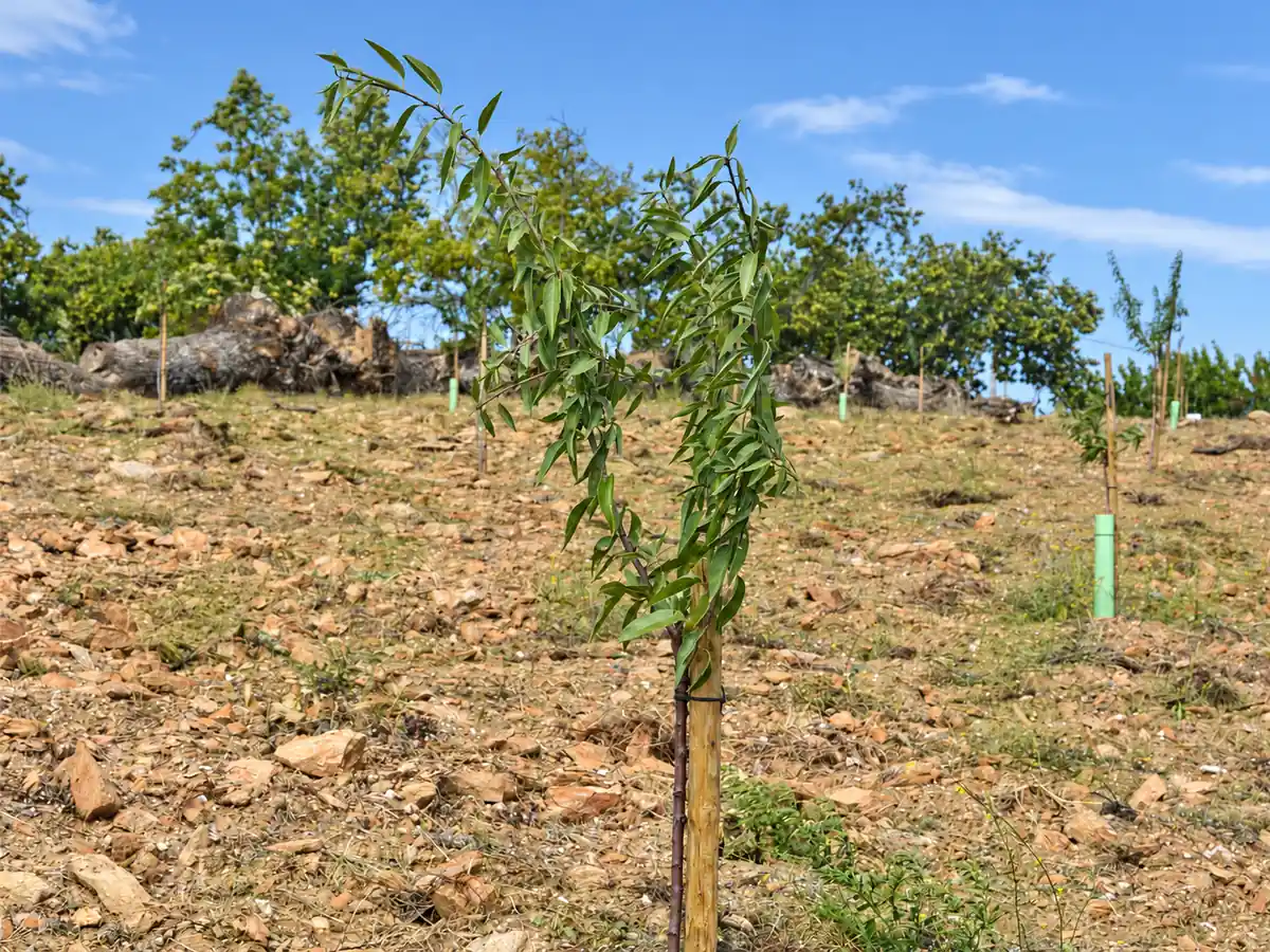 Amendoeira jovem instalada em plantação