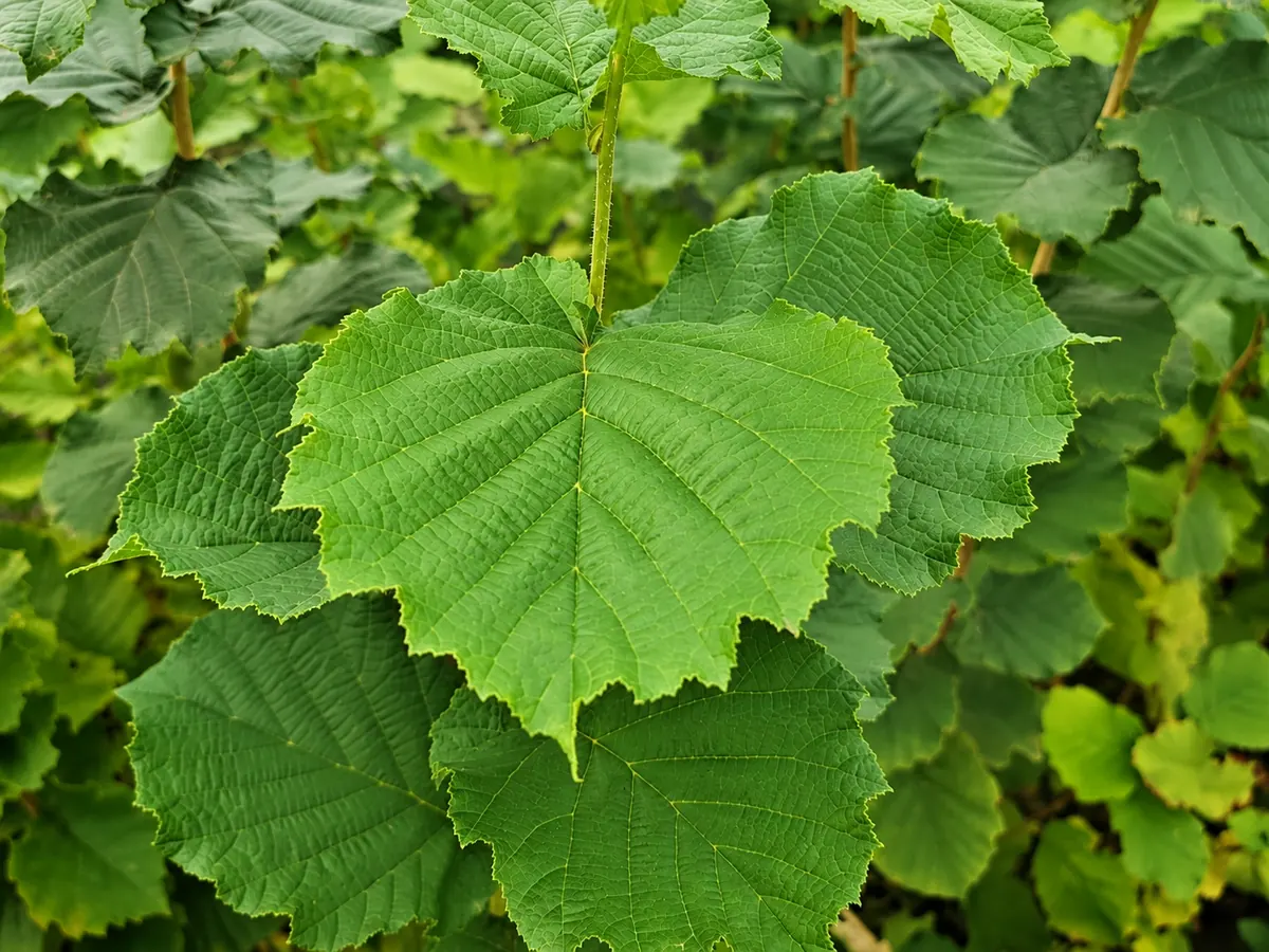 Folhagem de aveleira em viveiro