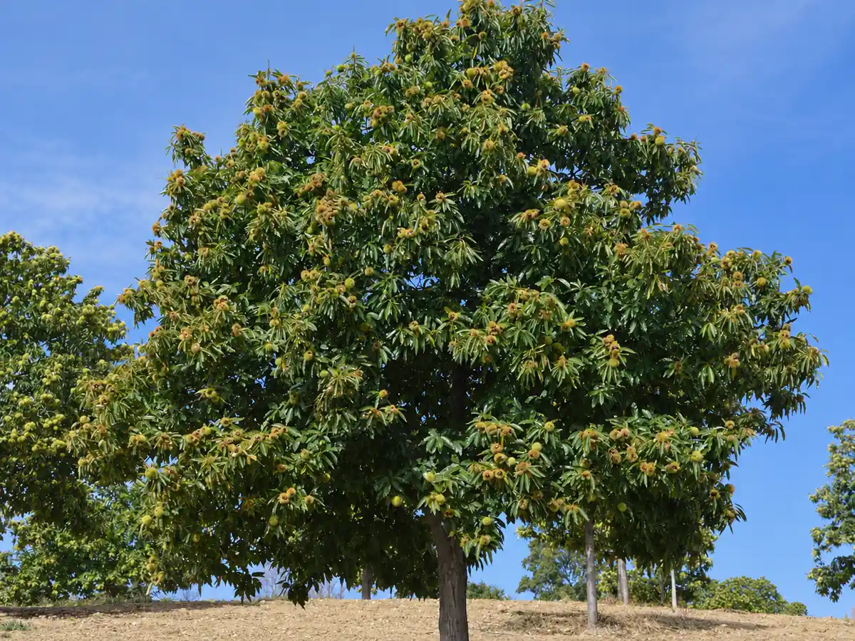 Castanheiro adulto em produção
