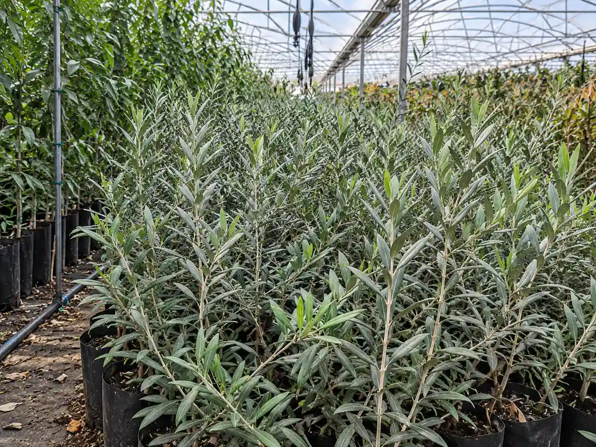 Plantas jovens de oliveira em vaso