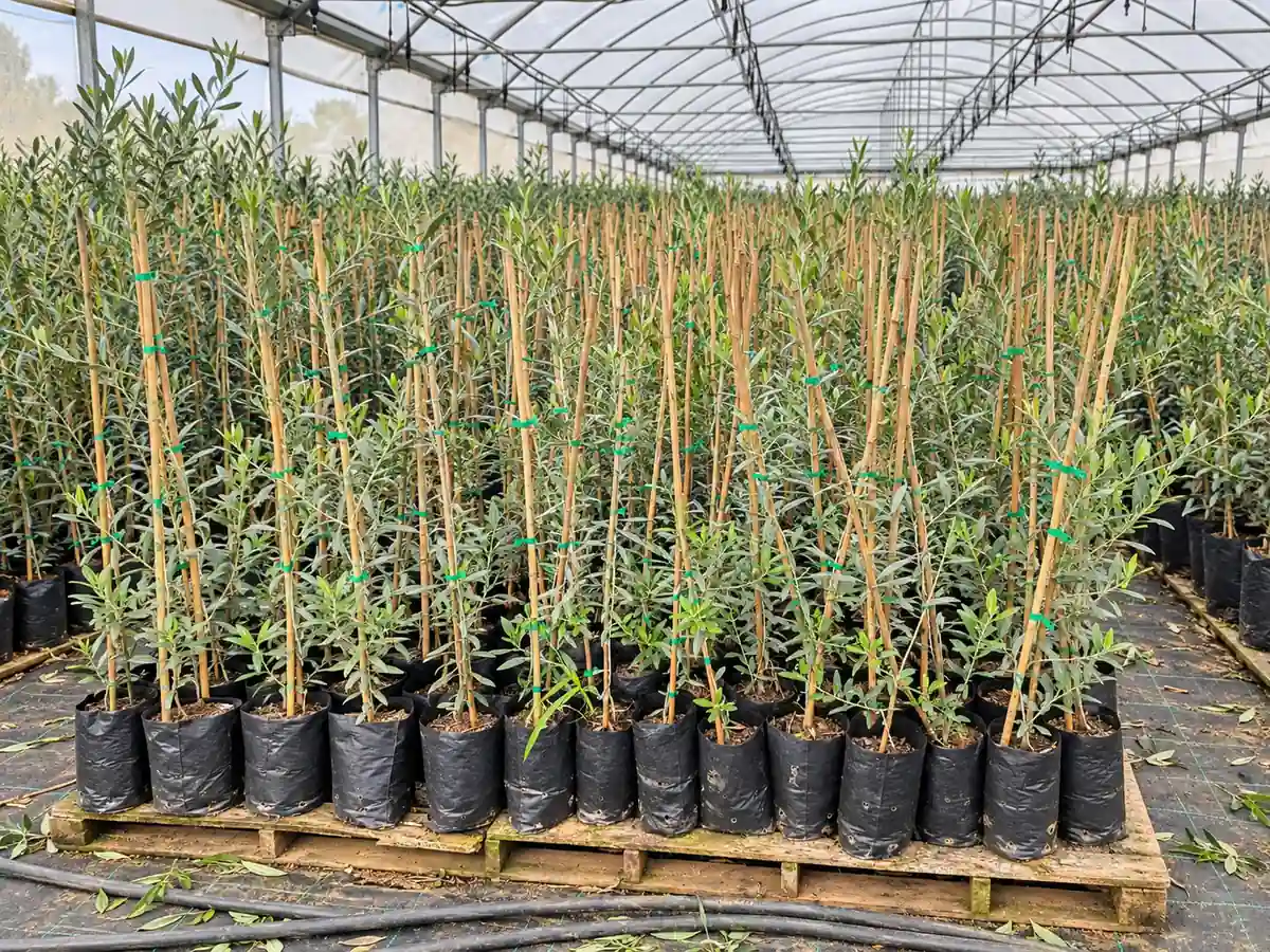 Oliveiras prontas para plantação